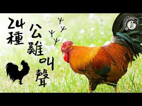 公雞啼鳴意思|公雞